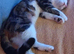 Female cat