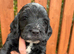 Beautiful F1 Cockapoo Puppies