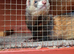 3 year old polecat /ferret