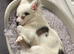 6 mth old male chihuahua