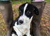 2 gorgeous & playful sprollies looking for their forever homes