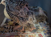 Quails looking for home