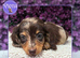 Beautiful Silkie Dachshund Puppies • Rex, Buzz & Slinky