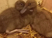 Female Caki Campbell Ducklings