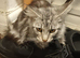 Female main coon kitten