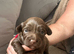 4 x Cavapoochon puppies for sale
