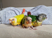 Adorable fully hand reared baby conures
