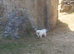 Bichon frise Ava