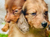 Long haired miniature dachshund