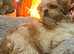 Boy Shih Tzu