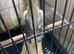 Cockatiel. Yellow and gray .12 weeks old