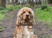 7 GORGEOUS F1 COCKAPOO PUPPIES