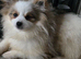 Male Pomeranian