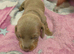 1 isabella male dashound left