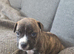 Staffy+cane corso