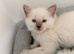 GCCF rare Lilac ragdolls
