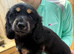 1 female pup