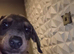 Doberman European American excellent pedigree pups limited number available
