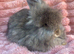 Angora