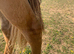 Handsome quarter horse