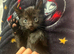 beautiful kittens looking for forever home