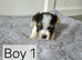 Yorkshire Biewer Terrier Puppies