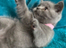 Stunning Blue Girl Purebred BSH