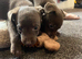 Patterdale Terriers x Lakeland patterdale x