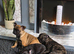 Beautiful frug puppies