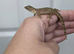 Mourning geckos