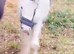 Filly to make 13.1++