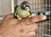 Baby Green cheek