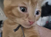 beautiful ginger boy