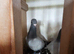 10 youngsters racing pigeons