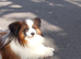 Papillon dog