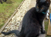 Gorgeous Black Domestic Shorthair Kittens Looking For Loving Forever Home