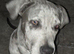 13 month old female cane corso