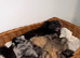 Teacup Russian Pomeranian Puppies Available