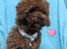 Adorable Asian red toy poodles