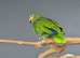 Orange Winged Amazon,22