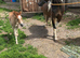 Mare and filly foal for sale