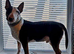 English bull terrier male