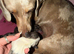 Miniature Dachshund Puppies 2 Boys