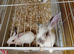 Checked baby bunny's