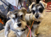 2 sisters looking for new homes