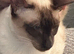 Chocolate point Siamese
