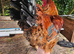 Cockerel 1 year old