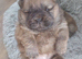 Chow chow puppies