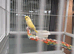 Yellow budgie for sale