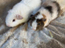 Two Baby Male Teddy Guinea Pigs For Sale